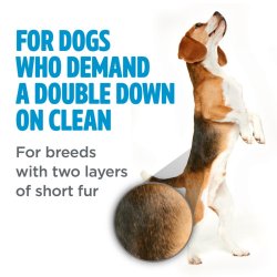 Câine din rasa Beagle cu Șampon pentru câini cu blană scurtă și dublă TropiClean Perfect Fur Short Double Coat, 473ml