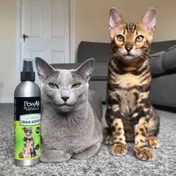 Pisici in meditatie cu Spray neutralizator instant de mirosuri pentru încăperi PowAir Odour Destroyer, 250ml
