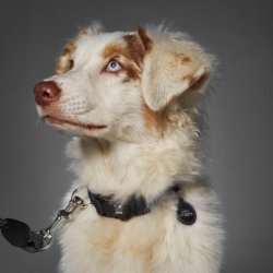 Protectie digitala permanenta cu Zgardă inteligentă MyFamily Memopet Medium 35-53 cm Albastră pentru câini