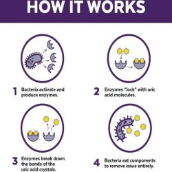 Infografic explicativ mecanism bio-enzimatic de eliminare acid uric Urine Off pisici
