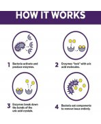 Infografic explicativ mecanism bio-enzimatic de eliminare acid uric Urine Off pisici