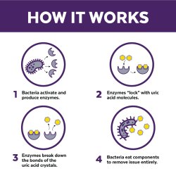 Infografic explicativ mecanism bio-enzimatic de eliminare acid uric Urine Off câini